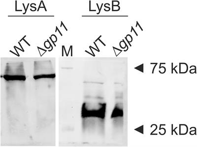 Deciphering the Role of Holin in Mycobacteriophage D29 Physiology